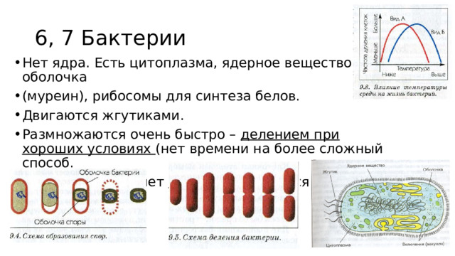 6, 7 Бактерии Нет ядра. Есть цитоплазма, ядерное вещество, оболочка (муреин), рибосомы для синтеза белов. Двигаются жгутиками. Размножаются очень быстро – делением при хороших условиях (нет времени на более сложный способ. 8,9Выживают за счет спор – покрываются толстой оболочкой 