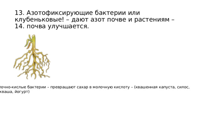 13. Азотофиксирующие бактерии или клубеньковые! – дают азот почве и растениям – 14. почва улучшается. 10. Молочно-кислые бактерии – превращают сахар в молочную кислоту – (квашенная капуста, силос, простокваша, йогурт) 