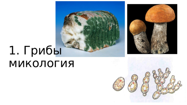 1. Грибы  микология 