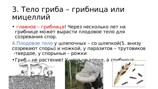 3. Тело гриба – грибница или мицеллий  главное – грибница ! Через несколько лет на грибнице может вырасти плодовое тело для созревания спор. 4.Плодовое тело у шляпочных – со шляпкой(5. внизу созревают споры) и ножкой, у паразитов – трутовиков -твердое, у спорыньи – рожки Гриб – не растение! У него не корни, а грибница. 