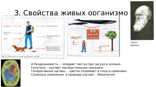  3. Свойства живых организмов 4.Раздражимость – опадают листья при засухе и осенью. Генетика – изучает наследственные признаки Генеративные органы - цветок созревает в плод в семенами Сезонные изменения в природе изучает.. Фенология! 