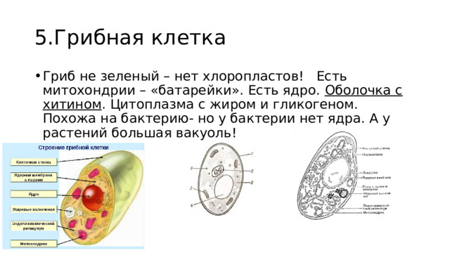 5.Грибная клетка Гриб не зеленый – нет хлоропластов! Есть митохондрии – «батарейки». Есть ядро. Оболочка с хитином . Цитоплазма с жиром и гликогеном. Похожа на бактерию- но у бактерии нет ядра. А у растений большая вакуоль! 