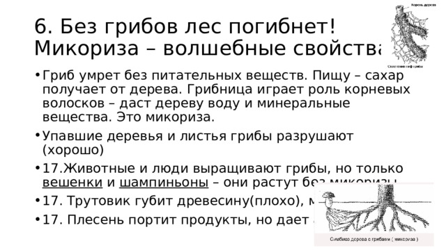 6. Без грибов лес погибнет! Микориза – волшебные свойства Гриб умрет без питательных веществ. Пищу – сахар получает от дерева. Грибница играет роль корневых волосков – даст дереву воду и минеральные вещества. Это микориза. Упавшие деревья и листья грибы разрушают (хорошо) 17.Животные и люди выращивают грибы, но только вешенки и шампиньоны – они растут без микоризы 17. Трутовик губит древесину(плохо), микоризы нет 17. Плесень портит продукты, но дает антибиотики! 