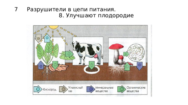 7 Разрушители в цепи питания. 8. Улучшают плодородие   
