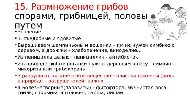 15. Размножение грибов – спорами, грибницей, половым путем Значение: 1. съедобные и ядовитые Выращиваем шампиньоны и вешенки – им не нужен симбиоз с деревом, а дрожжи – хлебопечение, виноделие… Из пеницилла делают пенициллин - антибиотик 2 в природе любые поганки нужны деревьям в лесу – симбиоз микориза или грибокорень 3 разрушают органическое вещество – очистка планеты (роль в природе – разрушителей! важно 4 Болезнетворные(паразиты) – фитофтора, мучнистая роса, гниль, спорынья и головня, парша, лишай 