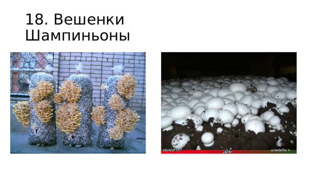 18. Вешенки Шампиньоны 