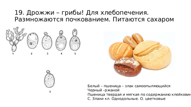 19. Дрожжи – грибы! Для хлебопечения. Размножаются почкованием. Питаются сахаром Белый – пшеница – злак самоопыляющийся Черный –ржаной Пшеница твердая и мягкая по содержанию клейковины С. Злаки кл. Однодольные. О. цветковые 