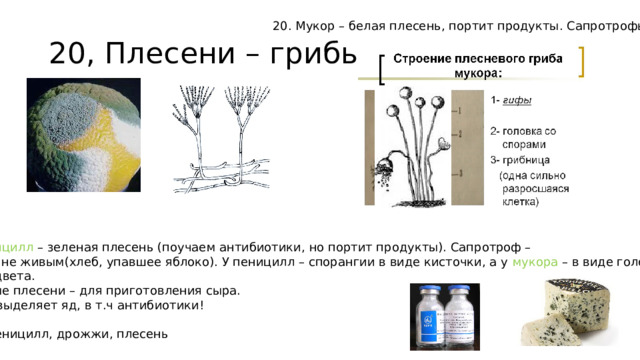 20. Мукор – белая плесень, портит продукты. Сапротрофы 20, Плесени – грибы  21 . Пеницилл – зеленая плесень (поучаем антибиотики, но портит продукты). Сапротроф – питается не живым(хлеб, упавшее яблоко). У пеницилл – спорангии в виде кисточки, а у мукора – в виде головки черного цвета. Некоторые плесени – для приготовления сыра. Плесень выделяет яд, в т.ч антибиотики! Мукор, пеницилл, дрожжи, плесень 