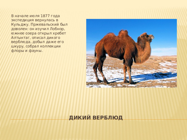 В начале июля 1877 года экспедиция вернулась в Кульджу. Пржевальский был доволен: он изучил Лобнор, южнее озера открыл хребет Алтынтаг, описал дикого верблюда, добыл даже его шкуру, собрал коллекции флоры и фауны. Дикий верблюд 