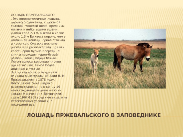 ЛОШАДЬ ПРЖЕВАЛЬСКОГО  . Это вполне типичная лошадь, плотного сложения, с тяжелой головой, толстой шеей, крепкими ногами и небольшими ушами. Длина тела 2,3 м, высота в холке около 1,3 м Ее хвост короче, чем у домашней лошади, грива стоячая и короткая. Окраска песчано-рыжая или рыже-желтая. Грива и хвост черно-бурые, посредине спины проходит черно-бурый ремень, конец морды белый. Летом волосы короткие плотно прилегающие, зимой более длинные и густые.  Эта дикая лошадь открыта и описана в Центральной Азии Н. М. Пржевальским в 1878 году. Некогда она была широко распространена, но к концу 19 века сохранилась лишь на юго-западе Монголии (в Джунгарии), где в 1967-1969 годах ее видели (в естественных условиях) в последний раз. ЛОШАДЬ ПРЖЕВАЛЬСКОГО В ЗАПОВЕДНИКЕ 