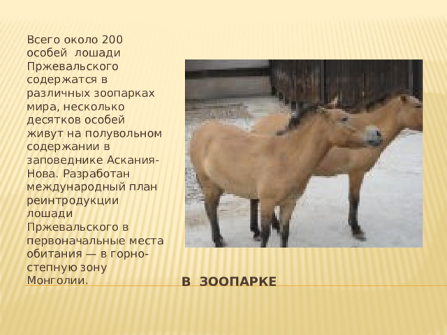 Всего около 200 особей лошади Пржевальского содержатся в различных зоопарках мира, несколько десятков особей живут на полувольном содержании в заповеднике Аскания-Нова. Разработан международный план реинтродукции лошади Пржевальского в первоначальные места обитания — в горно-степную зону Монголии.     В ЗООПАРКЕ 