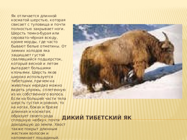 Як отличается длинной косматой шерстью, которая свисает с туловища и почти полностью закрывает ноги. Шерсть темно-бурая или серовато-чёрная всюду, кроме морды, где часто бывают белые отметины. От зимних холодов яка защищает густой свалявшийся подшерсток, который весной и летом выпадает большими клочьями. Шерсть яков широко используется тибетцами, причем на животных нередко можно видеть упряжь, сплетенную из их собственного волоса. Если на большей части тела шерсть густая и ровная, то на ногах, боках и брюхе длинная и косматая, образует своего рода сплошную «юбку», почти доходящую до земли. Хвост также покрыт длинным жестким волосом и напоминает лошадиный.  дикий Тибетский як 