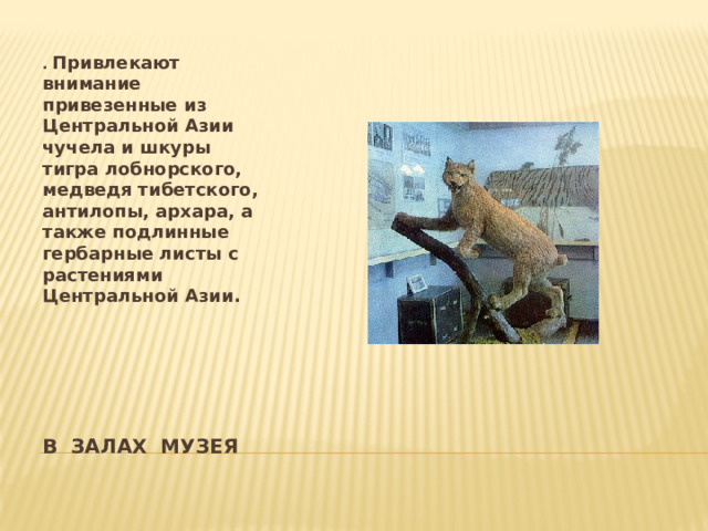 . Привлекают внимание привезенные из Центральной Азии чучела и шкуры тигра лобнорского, медведя тибетского, антилопы, архара, а также подлинные гербарные листы с растениями Центральной Азии. В залах музея 