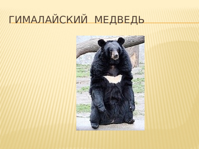 Гималайский медведь 