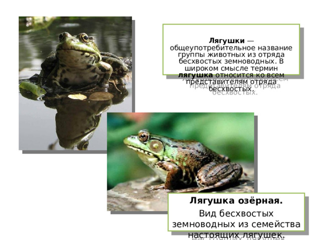  Лягушки — общеупотребительное название группы животных из отряда бесхвостых земноводных. В широком смысле термин лягушка относится ко всем представителям отряда бесхвостых. Лягушка озёрная. Вид бесхвостых земноводных из семейства настоящих лягушек. 