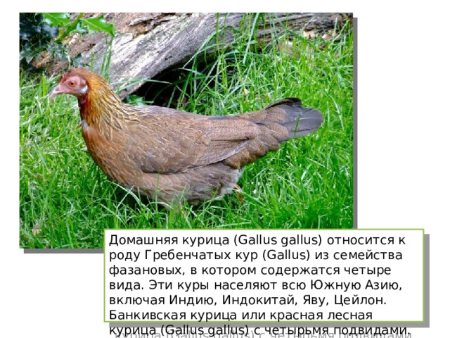 Домашняя курица ( Gallus gallus) относится к роду Гребенчатых кур ( Gallus) из семейства фазановых, в котором содержатся четыре вида. Эти куры населяют всю Южную Азию, включая Индию, Индокитай, Яву, Цейлон.  Банкивская курица или красная лесная курица ( Gallus gallus) с четырьмя подвидами. 