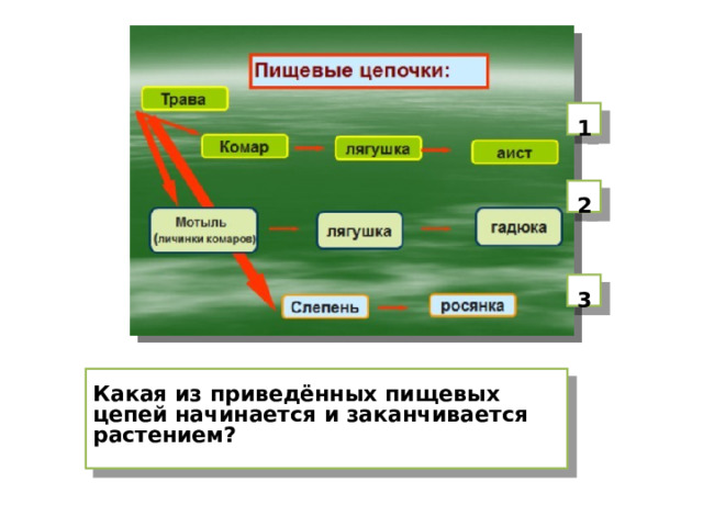  1  2  3  Какая из приведённых пищевых цепей начинается и заканчивается растением? 