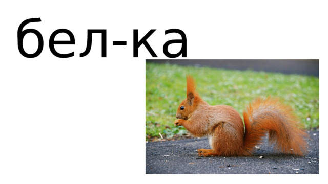 бел-ка 