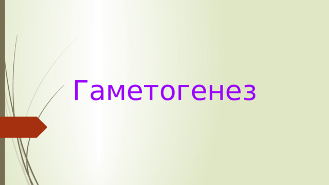 Гаметогенез   