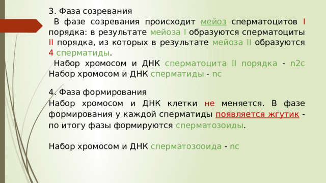3. Фаза созревания  В фазе созревания происходит мейоз  сперматоцитов I порядка: в результате мейоза I образуются сперматоциты II порядка, из которых в результате мейоза II образуются 4 сперматиды .  Набор хромосом и ДНК сперматоцита II порядка - n2c Набор хромосом и ДНК сперматиды - nс 4. Фаза формирования Набор хромосом и ДНК клетки не меняется. В фазе формирования у каждой сперматиды появляется жгутик  - по итогу фазы формируются сперматозоиды . Набор хромосом и ДНК сперматозооида - nс 