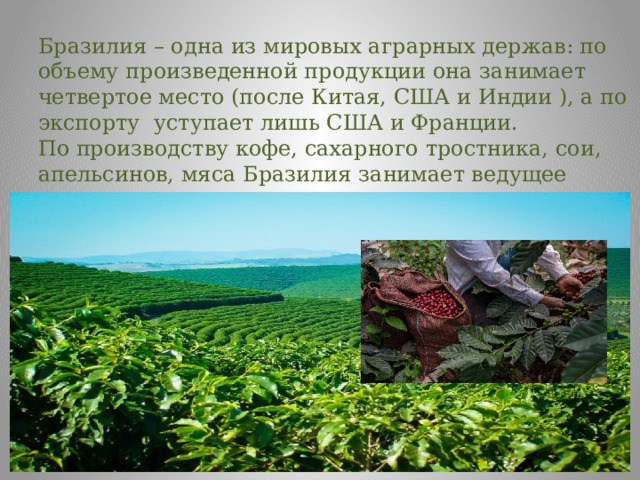 Бразилия – одна из мировых аграрных держав: по объему произведенной продукции она занимает четвертое место (после Китая, США и Индии ), а по экспорту уступает лишь США и Франции. По производству кофе, сахарного тростника, сои, апельсинов, мяса Бразилия занимает ведущее место в мире. 