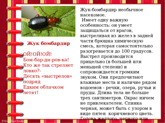 Жук-бомбардир необычное насекомое.  Имеет одну важную особенность: он умеет защищаться от врагов, выстреливая из желез в задней части брюшка химическую смесь, которая самостоятельно разогревается до 100 градусов. Выстрел производится прицельно (в большей или меньшей степени) и сопровождается громким звуком. Они предпочитают влажные места и наличие рядом водоемов - речки, озера, ручьи и пруды. Длина тела не больше трех сантиметров. Окрас ничем не привлекателен. Спинка черная, может быть с узором в виде пятен коричневого цвета. Голова желтого, черного или коричневого цвета, ноги и грудь тоже такого же цвета. Усы в длину достигают 0,8см. Три пары ножек черного цвета. Питаются жуки бомбардиры дождевыми червями и личинками насекомых. Жук бомбардир  ОЙ!ОЙ!ОЙ! Бом-бар-ди-ров-ка! Кто же так стреляет ловко?- Десять «выстрелов» подряд Едким облачком летят! 
