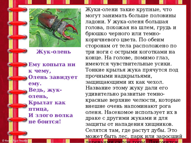 Жуки-олени такие крупные, что могут занимать больше половины ладони. У жука-оленя большая голова, похожая на шлем, грудь и брюшко черного или темно-коричневого цвета. По обеим сторонам от тела расположено по три ноги с острыми коготками на конце. На голове, помимо глаз, имеются чувствительные усики. Тонкие крылья жука прячутся под прочными надкрыльями, защищающими их как чехол. Название этому жуку дали его удивительно развитые темно-красные верхние челюсти, которые внешне очень напоминают рога оленя. Насекомое использует их в драке с другими жуками и для защиты от нападения хищников. Селятся там, где растут дубы. Это может быть лес, парк или заросший деревьями склон горы. Лакомится росой, цветочным нектаром и соком растений. Не стоит пытаться поймать такого жука в руки, для того, чтобы рассмотреть получше, так как они больно кусаются. Жук-олень  Ему копыта ни к чему, Олень завидует ему. Ведь, жук-олень, Крылат как птица, И злого волка не боится!  