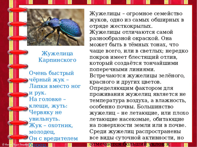 Жужелицы – огромное семейство жуков, одно из самых обширных в отряде жесткокрылых. Жужелицы отличаются самой разнообразной окраской. Она может быть в тёмных тонах, что чаще всего, или в светлых; нередко покров имеет блестящий отлив, который создаётся тончайшими поперечными линиями. Встречаются жужелицы зелёного, красного и других цветов. Определяющим фактором для проживания жужелиц является не температура воздуха, а влажность, особенно почвы. Большинство жужелиц – не летающие, или плохо летающие насекомые, обитающие на поверхности земли или в почве. Среди жужелиц распространены все виды суточной активности, но отмечается больший уклон к сумеречному типу, поскольку в эту пору, когда солнце заходит, влажность среды повышается. Жужелица Карпинского Очень быстрый чёрный жук – Лапки вместо ног и рук. На головке – клещи, жуть: Червяку не увильнуть. Жук – охотник, молодец, Он с вредителем борец. Как зовут? Я подскажу: Есть в названии 