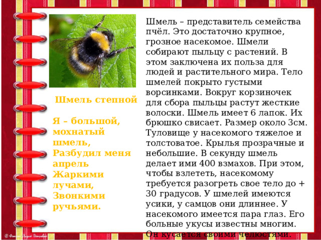 Шмель – представитель семейства пчёл. Это достаточно крупное, грозное насекомое. Шмели собирают пыльцу с растений. В этом заключена их польза для людей и растительного мира. Тело шмелей покрыто густыми ворсинками. Вокруг корзиночек для сбора пыльцы растут жесткие волоски. Шмель имеет 6 лапок. Их брюшко свисает. Размер около 3см. Туловище у насекомого тяжелое и толстоватое. Крылья прозрачные и небольшие. В секунду шмель делает ими 400 взмахов. При этом, чтобы взлететь, насекомому требуется разогреть свое тело до + 30 градусов. У шмелей имеются усики, у самцов они длиннее. У насекомого имеется пара глаз. Его больные укусы известны многим. Он кусается своими челюстями. Пыльцу и цветочный нектар он собирает при помощи длинного хоботка, который расположен в ротовом аппарате. Пищей ему служит нектар и сок растений. Шмель степной  Я – большой, мохнатый шмель, Разбудил меня апрель Жаркими лучами, Звонкими ручьями. 