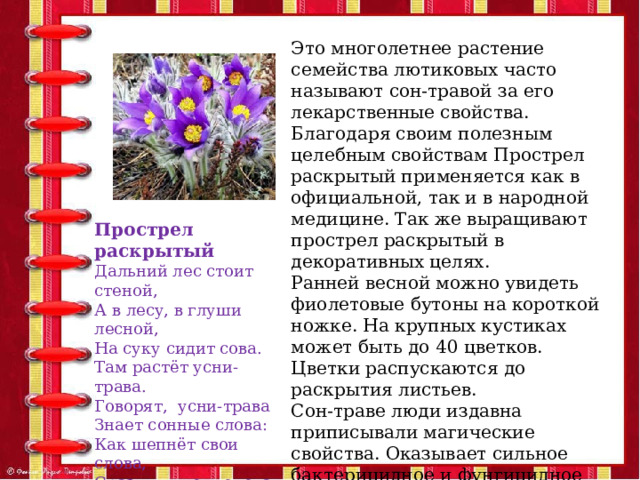 Это многолетнее растение семейства лютиковых часто называют сон-травой за его лекарственные свойства. Благодаря своим полезным целебным свойствам Прострел раскрытый применяется как в официальной, так и в народной медицине. Так же выращивают прострел раскрытый в декоративных целях. Ранней весной можно увидеть фиолетовые бутоны на короткой ножке. На крупных кустиках может быть до 40 цветков. Цветки распускаются до раскрытия листьев. Сон-траве люди издавна приписывали магические свойства. Оказывает сильное бактерицидное и фунгицидное действие и используется наружно для быстрейшего заживления ран и при грибковых заболеваниях кожи. Прострел раскрытый Дальний лес стоит стеной, А в лесу, в глуши лесной, На суку сидит сова. Там растёт усни-трава. Говорят, усни-трава Знает сонные слова: Как шепнёт свои слова, Сразу никнет голова. 
