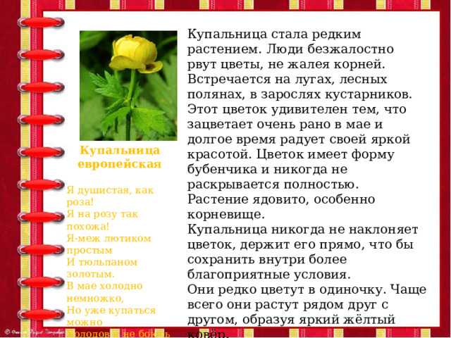 Купальница стала редким растением. Люди безжалостно рвут цветы, не жалея корней. Встречается на лугах, лесных полянах, в зарослях кустарников. Этот цветок удивителен тем, что зацветает очень рано в мае и долгое время радует своей яркой красотой. Цветок имеет форму бубенчика и никогда не раскрывается полностью. Растение ядовито, особенно корневище. Купальница никогда не наклоняет цветок, держит его прямо, что бы сохранить внутри более благоприятные условия. Они редко цветут в одиночку. Чаще всего они растут рядом друг с другом, образуя яркий жёлтый ковёр. По народному поверью эти цветы были любимыми у сказочных лесных существ – троллей. Купальница европейская  Я душистая, как роза! Я на розу так похожа! Я-меж лютиком простым И тюльпаном золотым. В мае холодно немножко, Но уже купаться можно Холодов я не боюсь И купальницей зовусь! 
