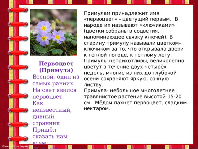 Примулам принадлежит имя «первоцвет» - цветущий первым. В народе их называют «ключиками» (цветки собраны в соцветия, напоминающее связку ключей). В старину примулу называли цветком-ключиком за то, что открывала двери к тёплой погоде, к тёплому лету. Примулы неприхотливы, великолепно цветут в течение двух-четырёх недель, многие из них до глубокой осени сохраняют яркую, сочную листву. Примула- небольшое многолетнее травянистое растение высотой 15-20 см. Мёдом пахнет первоцвет, сладким нектаром. Первоцвет (Примула) Весной, один из самых ранних На свет явился первоцвет. Как неизвестный, дивный странник Пришёл сказать нам всем: -Привет! 