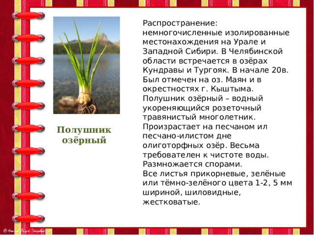 Распространение: немногочисленные изолированные местонахождения на Урале и Западной Сибири. В Челябинской области встречается в озёрах Кундравы и Тургояк. В начале 20в. Был отмечен на оз. Маян и в окрестностях г. Кыштыма. Полушник озёрный – водный укореняющийся розеточный травянистый многолетник. Произрастает на песчаном ил песчано-илистом дне олиготорфных озёр. Весьма требователен к чистоте воды. Размножается спорами. Все листья прикорневые, зелёные или тёмно-зелёного цвета 1-2, 5 мм шириной, шиловидные, жестковатые. Полушник озёрный 