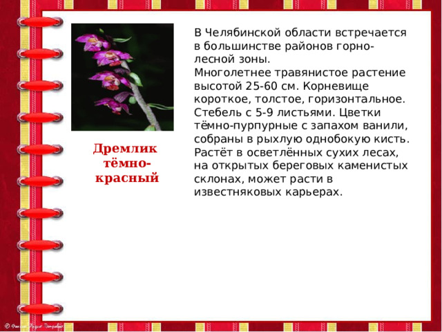 В Челябинской области встречается в большинстве районов горно-лесной зоны. Многолетнее травянистое растение высотой 25-60 см. Корневище короткое, толстое, горизонтальное. Стебель с 5-9 листьями. Цветки тёмно-пурпурные с запахом ванили, собраны в рыхлую однобокую кисть. Растёт в осветлённых сухих лесах, на открытых береговых каменистых склонах, может расти в известняковых карьерах. Дремлик тёмно-красный 