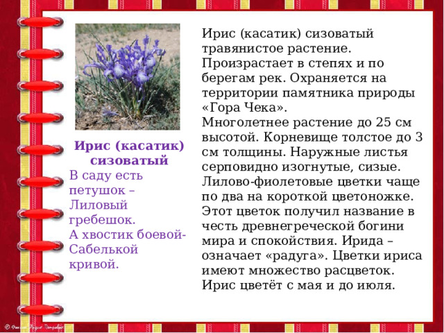 Ирис (касатик) сизоватый травянистое растение. Произрастает в степях и по берегам рек. Охраняется на территории памятника природы «Гора Чека». Многолетнее растение до 25 см высотой. Корневище толстое до 3 см толщины. Наружные листья серповидно изогнутые, сизые. Лилово-фиолетовые цветки чаще по два на короткой цветоножке. Этот цветок получил название в честь древнегреческой богини мира и спокойствия. Ирида – означает «радуга». Цветки ириса имеют множество расцветок. Ирис цветёт с мая и до июля. Ирис (касатик) сизоватый В саду есть петушок – Лиловый гребешок. А хвостик боевой- Сабелькой кривой. 