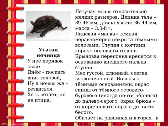 Летучая мышь относительно мелких размеров. Длинна тела – 39-46 мм, длина хвоста 36-44 мм, масса – 3,3-8 г. Лицевая «маска» тёмная, неравномерно покрыта тёмными волосами. Ступня с когтями короче половины голени. Крыловая перепонка крепится к основанию внешнего пальца ступни. Мех густой, длинный, слегка всклокоченный. Волосы с тёмными основаниями, окрас спины от тёмного серовато-бурового (иногда почти чёрного) до палево-серого, окрас брюха – от коричневато-серого до чисто белого. Обитает на равнинах и в горах, в лесах, степях, встречается в населённых пунктах, в парках. Убежища организует в дуплах деревьев, скальных щелях. Зимует в различных подземных убежищах. Усатая ночница У неё порядок свой: Днём – поспать вниз головой, Ну а ночью же – резвиться. Хоть летает, но не птица. 