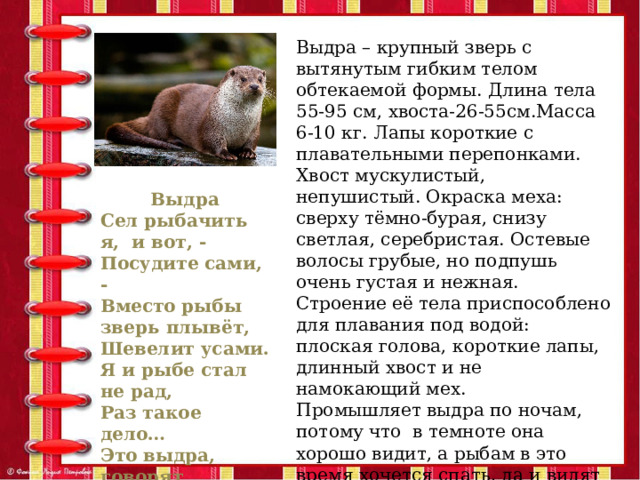 Выдра – крупный зверь с вытянутым гибким телом обтекаемой формы. Длина тела 55-95 см, хвоста-26-55см.Масса 6-10 кг. Лапы короткие с плавательными перепонками. Хвост мускулистый, непушистый. Окраска меха: сверху тёмно-бурая, снизу светлая, серебристая. Остевые волосы грубые, но подпушь очень густая и нежная. Строение её тела приспособлено для плавания под водой: плоская голова, короткие лапы, длинный хвост и не намокающий мех. Промышляет выдра по ночам, потому что в темноте она хорошо видит, а рыбам в это время хочется спать, да и видят они ночью куда хуже, чем при дневном свете. Живёт в норах по берегам пресных водоёмов. Выдра Сел рыбачить я, и вот, - Посудите сами, - Вместо рыбы зверь плывёт, Шевелит усами. Я и рыбе стал не рад, Раз такое дело… Это выдра, говорят, На меня глядела. 