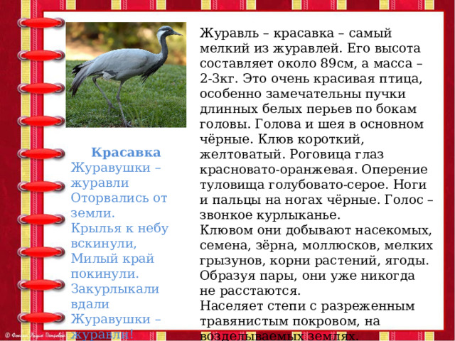 Журавль – красавка – самый мелкий из журавлей. Его высота составляет около 89см, а масса – 2-3кг. Это очень красивая птица, особенно замечательны пучки длинных белых перьев по бокам головы. Голова и шея в основном чёрные. Клюв короткий, желтоватый. Роговица глаз красновато-оранжевая. Оперение туловища голубовато-серое. Ноги и пальцы на ногах чёрные. Голос – звонкое курлыканье. Клювом они добывают насекомых, семена, зёрна, моллюсков, мелких грызунов, корни растений, ягоды. Образуя пары, они уже никогда не расстаются. Населяет степи с разреженным травянистым покровом, на возделываемых землях. Красавка Журавушки – журавли Оторвались от земли. Крылья к небу вскинули, Милый край покинули. Закурлыкали вдали Журавушки – журавли!  