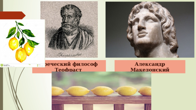 Греческий философ Теофраст Александр Македонский 
