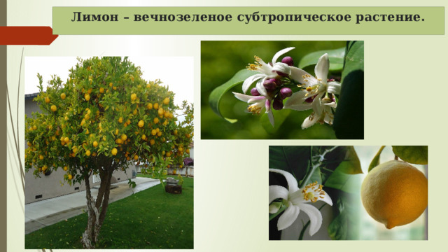 Лимон – вечнозеленое субтропическое растение. 