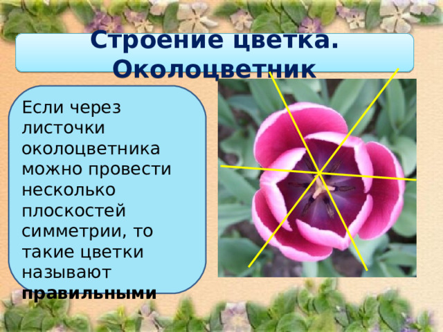Строение цветка. Околоцветник Если через листочки околоцветника можно провести несколько плоскостей симметрии, то такие цветки называют правильными  