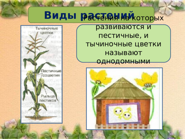 Виды растений Растения на которых развиваются и пестичные, и тычиночные цветки называют однодомными 