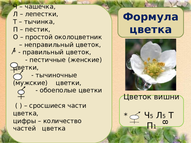 8 Ч – чашечка, Л – лепестки, Т – тычинка, П – пестик, О – простой околоцветник – неправильный цветок, * - правильный цветок,  - пестичные (женские) цветки,  - тычиночные (мужские) цветки,  - обоеполые цветки    ( ) – сросшиеся части цветка, цифры – количество частей цветка   Формула  цветка Цветок вишни * Ч 5 Л 5 Т П 1 