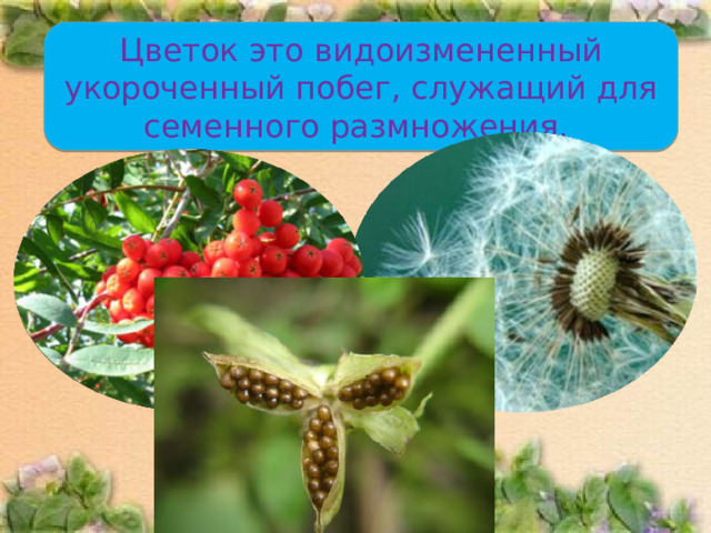 Цветок это видоизмененный укороченный побег, служащий для семенного размножения. 