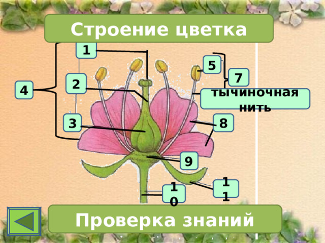 Строение цветка 1 5 7 2 4 тычиночная нить 3 8 9 11 10 Проверка знаний 