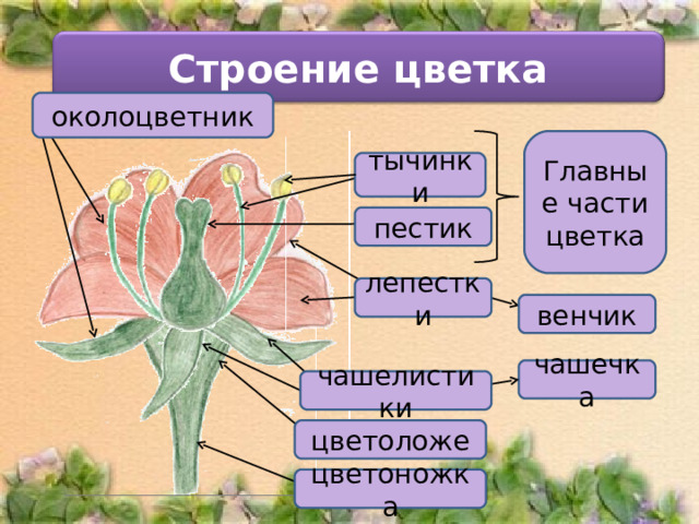 Строение цветка околоцветник Главные части цветка тычинки пестик лепестки венчик чашечка чашелистики цветоложе цветоножка 