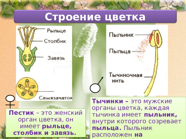 Строение цветка Тычинки – это мужские органы цветка, каждая тычинка имеет пыльник, внутри которого созревает пыльца. Пыльник расположен на тычиночной нити. Пестик – это женский орган цветка, он имеет рыльце, столбик и завязь.  