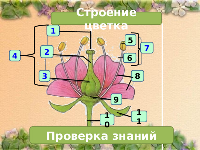 Строение цветка 1 5 7 2 4 6 3 8 9 11 10 Проверка знаний 