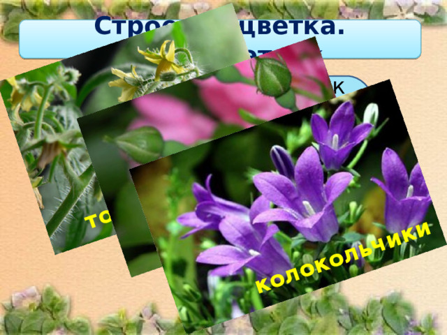томаты розы колокольчики Строение цветка. Околоцветник Если околоцветник состоит из чашечки и венчика, то его называют двойным .  