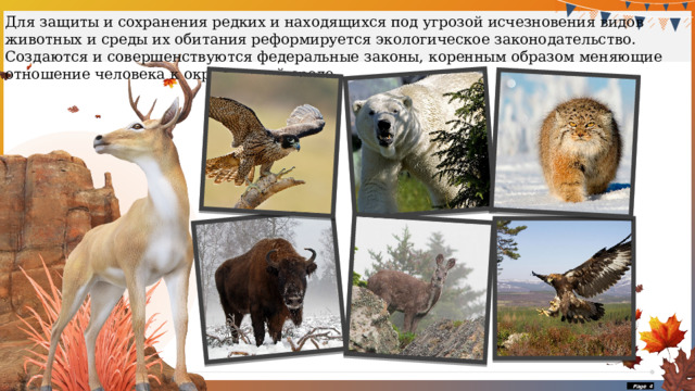 Для защиты и сохранения редких и находящихся под угрозой исчезновения видов животных и среды их обитания реформируется экологическое законодательство. Создаются и совершенствуются федеральные законы, коренным образом меняющие отношение человека к окружающей среде.  Page  